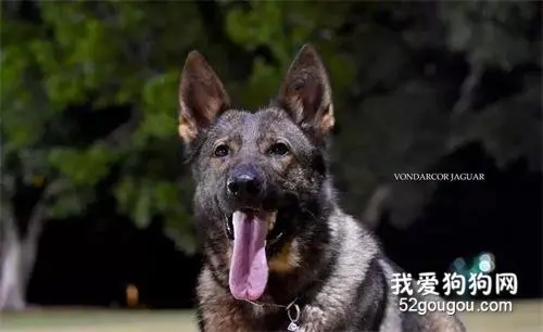 不管社会治安怎么样，护卫犬永远不会走出人们的生活