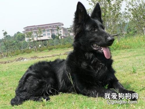 比利时牧羊犬.jpg