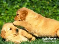 金毛幼犬什么时候断奶?