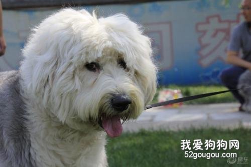 古牧犬掉毛吗？