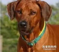 罗得西亚脊背犬怎么样?罗得西亚脊背犬性格