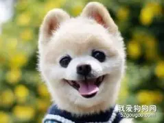 俊介狗狗多少钱一只?俊介犬价格