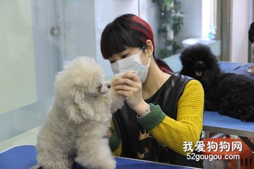 北美工作犬会美容师是怎么样进行认证的
