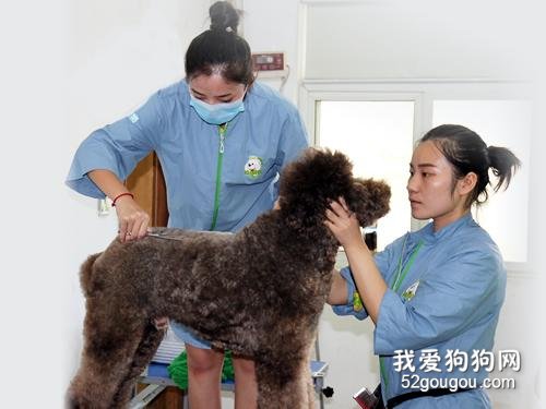 狗狗美容应具备的美容工具