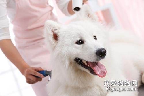 狗狗平时美容护理需要完成的事