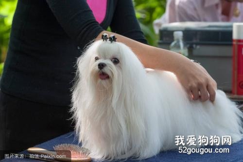 怎么样给狗狗美毛发毛？