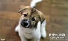 狗狗肢体语言，怎么读懂狗狗的肢体语言？