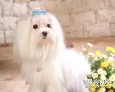 春季护理狗狗毛发要点