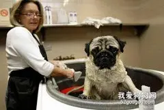 狗狗也须认真细致的洗脸