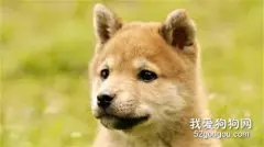 秋田犬的牙齿该怎么护理？