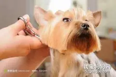 春天注意狗狗毛发护理
