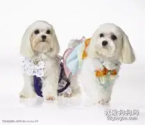 如何让西施犬变得漂亮?
