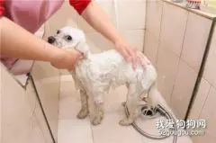 狗狗洗澡的目的和合适的时间