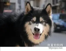 怎样给阿拉斯加雪橇犬剪指甲?