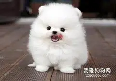 防止狗狗经常掉毛发的小办法