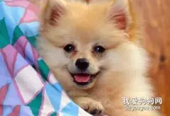 正确清理宠物狗眼上的污物