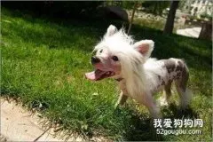 冠毛犬怎么样做美容