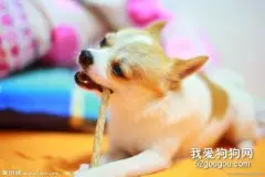 吉娃娃换毛时期要注意什么