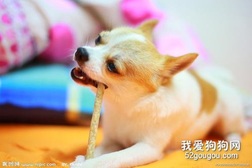 吉娃娃换毛时期应该注意什么