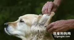 狗狗的耳垢及耳毛清理办法