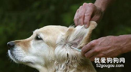 狗狗的耳垢及耳毛清理方法