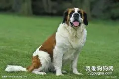 如何护理圣伯纳牙齿?