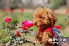 贵宾犬该怎么挑选价格一般多少？