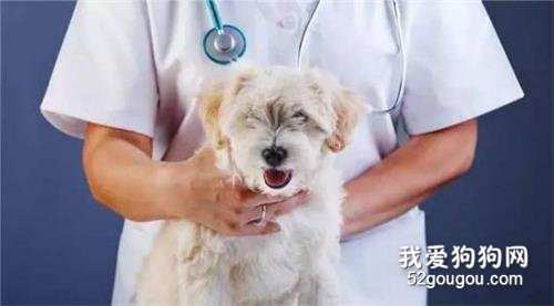 犬瘟热传染人吗? 看完本文就全明白了