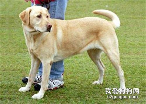 拉布拉多猎犬喂食要素注意
