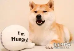 饲养柴犬的注意事项都有哪些