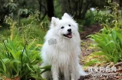 夏天萨摩耶除臭的方法都有哪些?