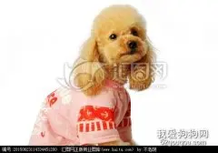 饲养泰迪应注意哪些方面，饲养泰迪的注意事项