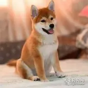 饲养秋田犬的注意事项，秋田犬的优点和缺点有哪些?