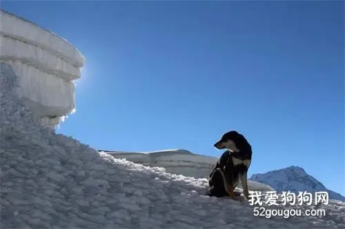 流浪狗成功登顶喜马拉雅山，用实力征服未来铲屎官...