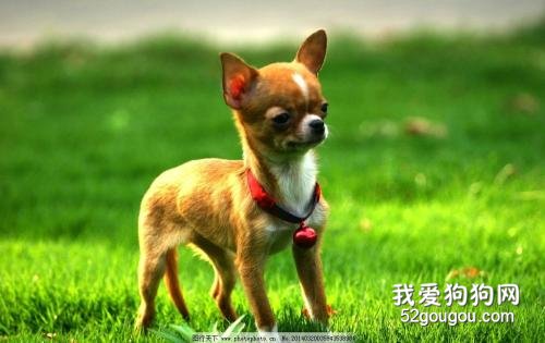 养狗的坏处