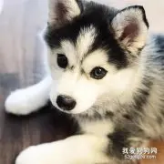 哈士奇如何专业的喂养？