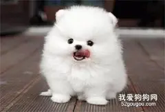 博美犬要怎么喂养?