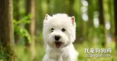 西高地白梗犬错误的喂养方式，你中了几个?