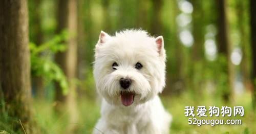 西高地白梗犬错误的喂养方法，你中了几个?