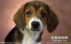 犬瘟之后再养狗要怎么办?