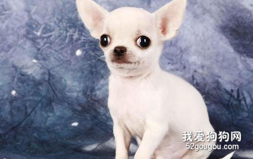 吉娃娃喂养应该注意什么？