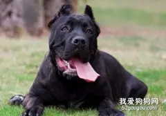 我想养大型犬，需要注意哪些问题？