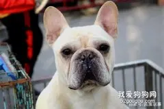 法国斗牛犬的缺点大盘点你能接受吗