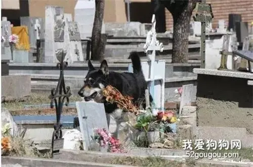 主人走了，狗狗悲痛到不吃不喝，破例给见最后一面，现场亲友泪目…