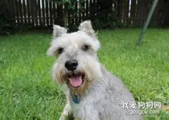 怎么养好雪纳瑞?要注意哪些问题