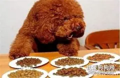 狗狗一天喂几次狗粮和水比较好？