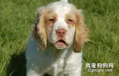 老年犬该怎么护理该?怎么安度晚年?