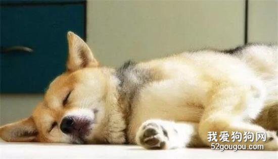 狗狗的睡眠你知道多少？