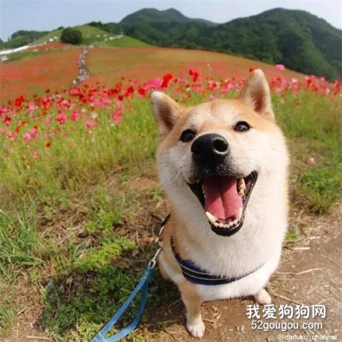 天哪，狗在花丛笑！这怕是春天最美的画风了吧~