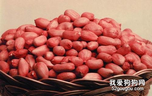 狗狗吃花生，狗狗可以吃花生吗？